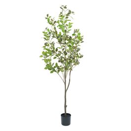 Ficus 140cm - Verde