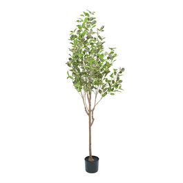 Ficus 160cm - Verde / Rosa