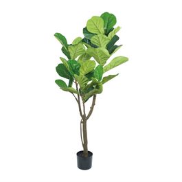Ficus Lyrata 160cm - Verde