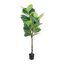 Ficus Lyrata 180cm - Verde