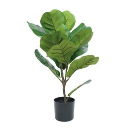 Ficus Lyrata 70cm - Verde