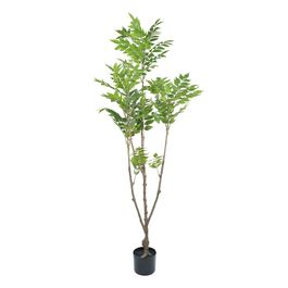 Ficus 150cm - Verde