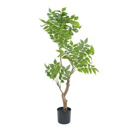 Ficus 90cm - Verde