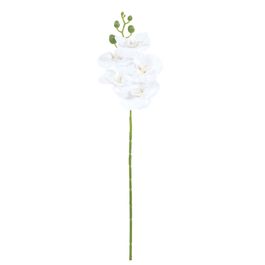 Haste Orquídea Phalaenopsis X5 50cm - Branco