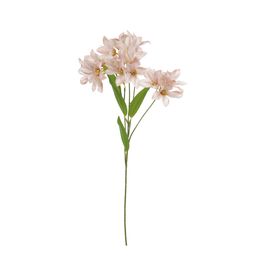 Haste Lírio X16 54cm - Champagne