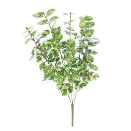 Buque Peperomia Cupido Verde Cítrico 48,5cm