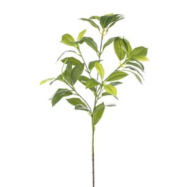 Haste Ficus Benjamina Verde Cítrico 79cm