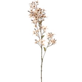 Haste Clematis Creme 95cm